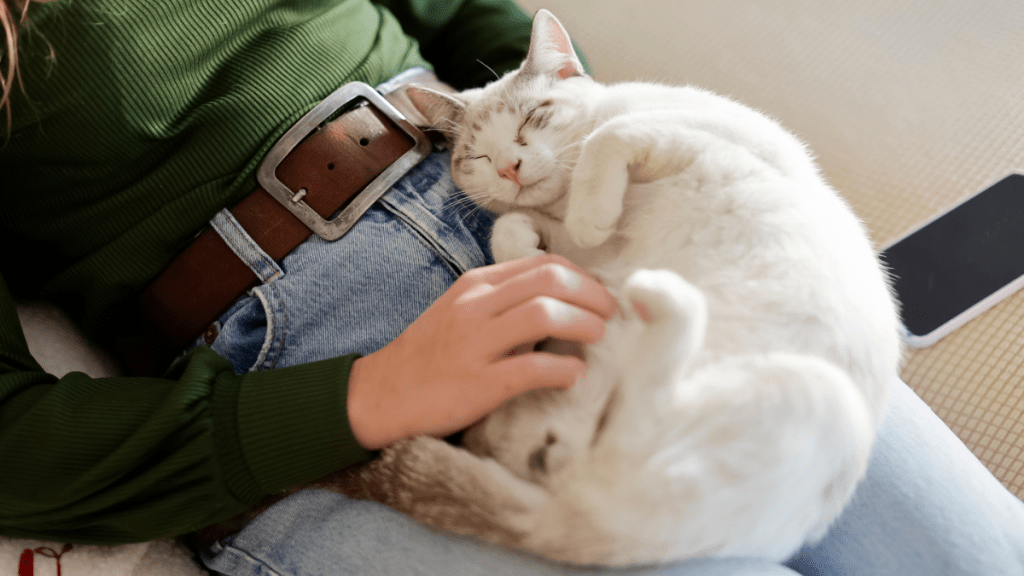Cat sleeps on a woman's lap