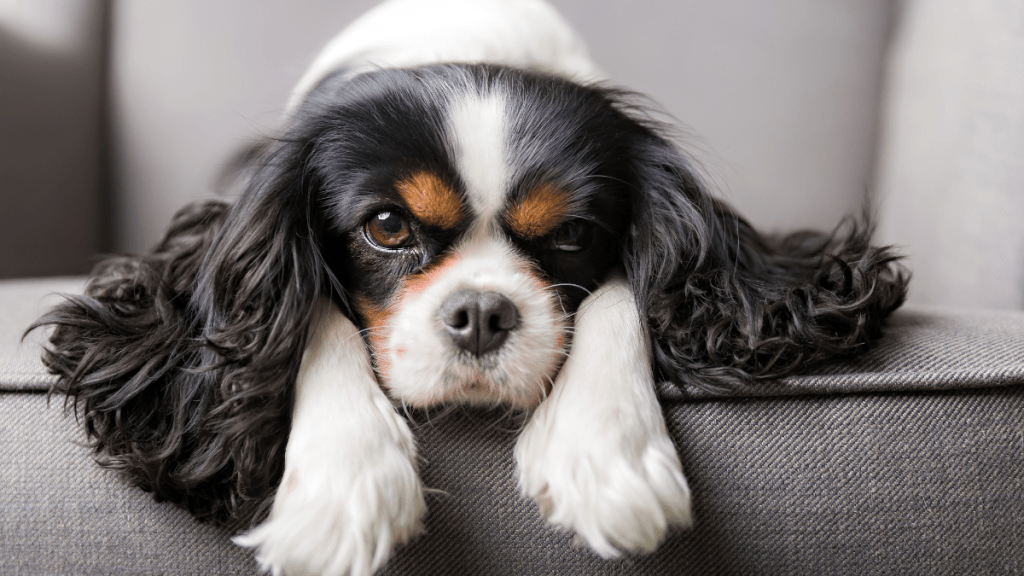 Tri-color cavalier king charles spaniel laying on couch
