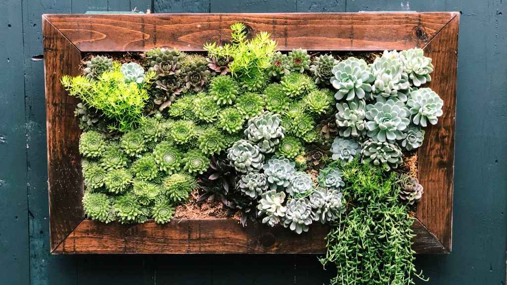 Budget small garden ideas: Wooden box container of succulents mounted on blue wooden wooden wall outside