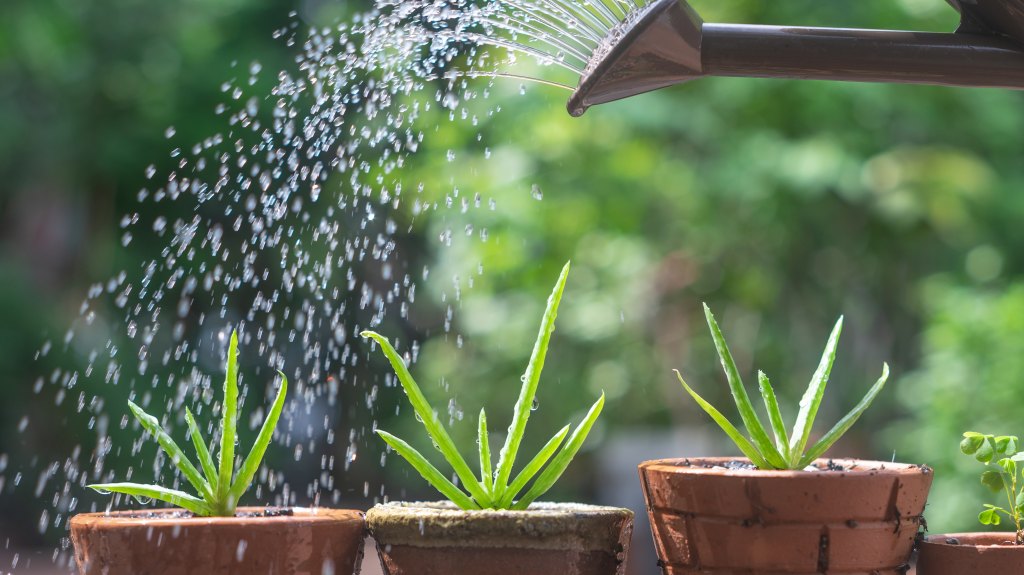 How to propagate aloe plants: Three small potted aloe vera plants sitting on a ledge outside and being watered from above by a watering can