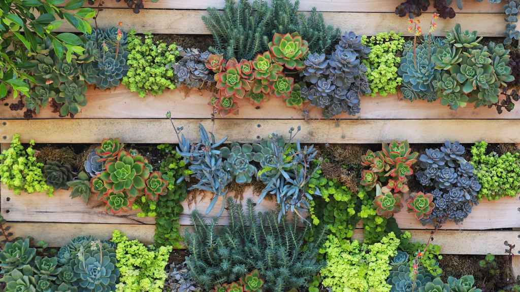Budget small garden ideas: A variety of succulent plants planted into an old wooden pallet
