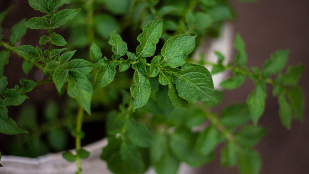 Potato plants in a grow bag