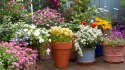 Budget small garden ideas: Container garden comprised of assorted colorful potted flowering plants clustered together on a wooden deck in front of a blue wall