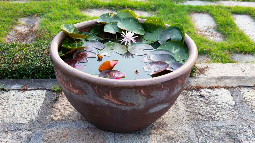 Budget small garden ideas: Water garden on a patio near grass comprised of a large round plant pot filled with water and water lily plants