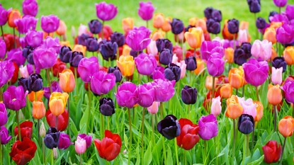 How to care for tulips: Pink, purple, red and orange tulips growing in a garden bed