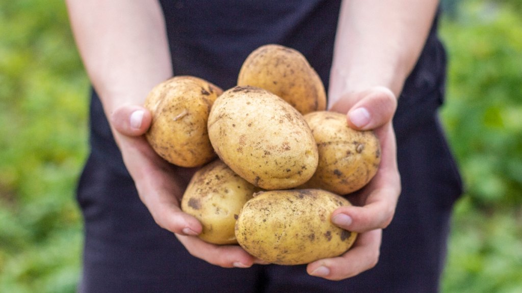 Homegrown potatoes