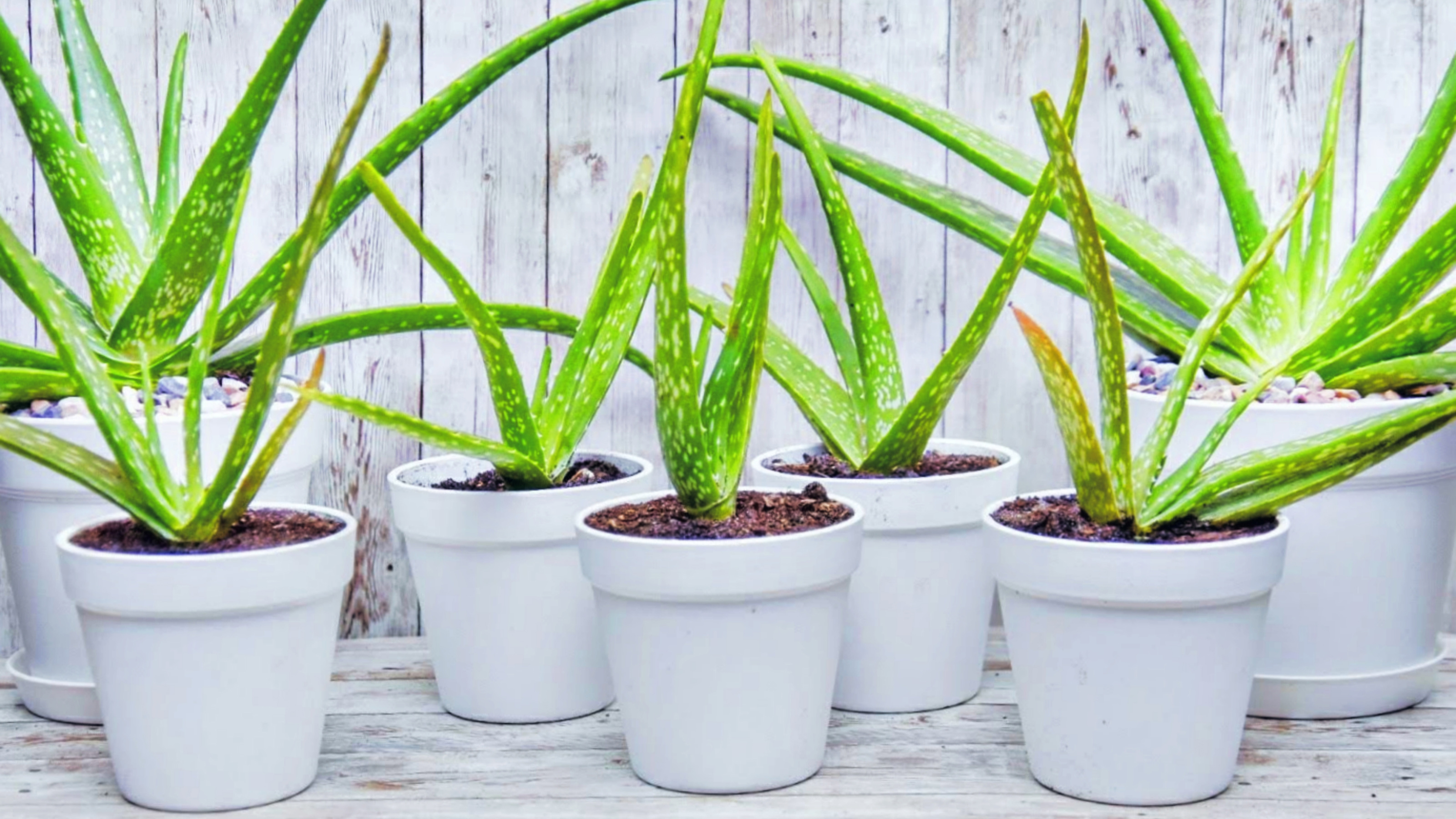 aloe vera kissen dänisches bettenlager Aloe Vera Viscokissen 40x80cm – Ergonomisches Kissen für entspannten S