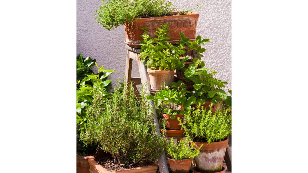 Budget small garden ideas: Potted herb and strawberry plants on steps of a small wooden step ladder outside
