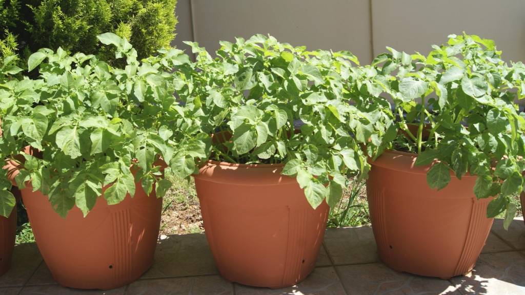 Potatoes growing in pots