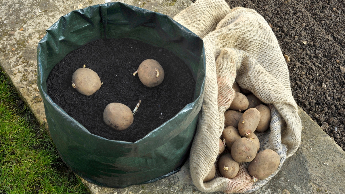 Seed potatoes planted in a grow bag