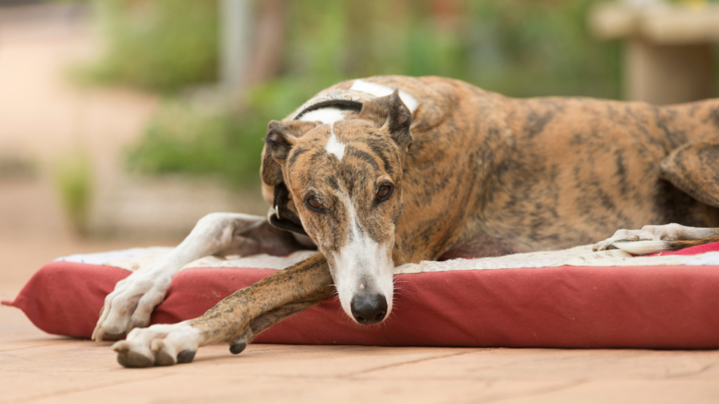 Brindle Greyhound laying on mat outside