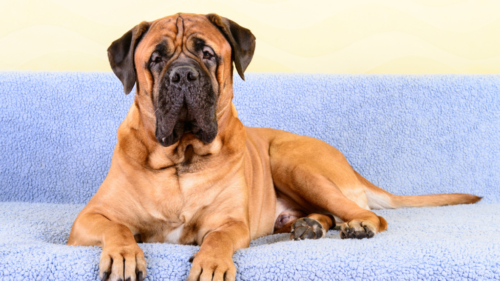 Bullmastiff laying on couch