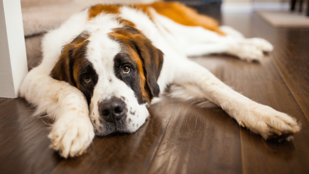 Tri-color st. bernard laying on the floor
