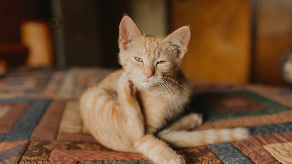 Orange cat itching its neck