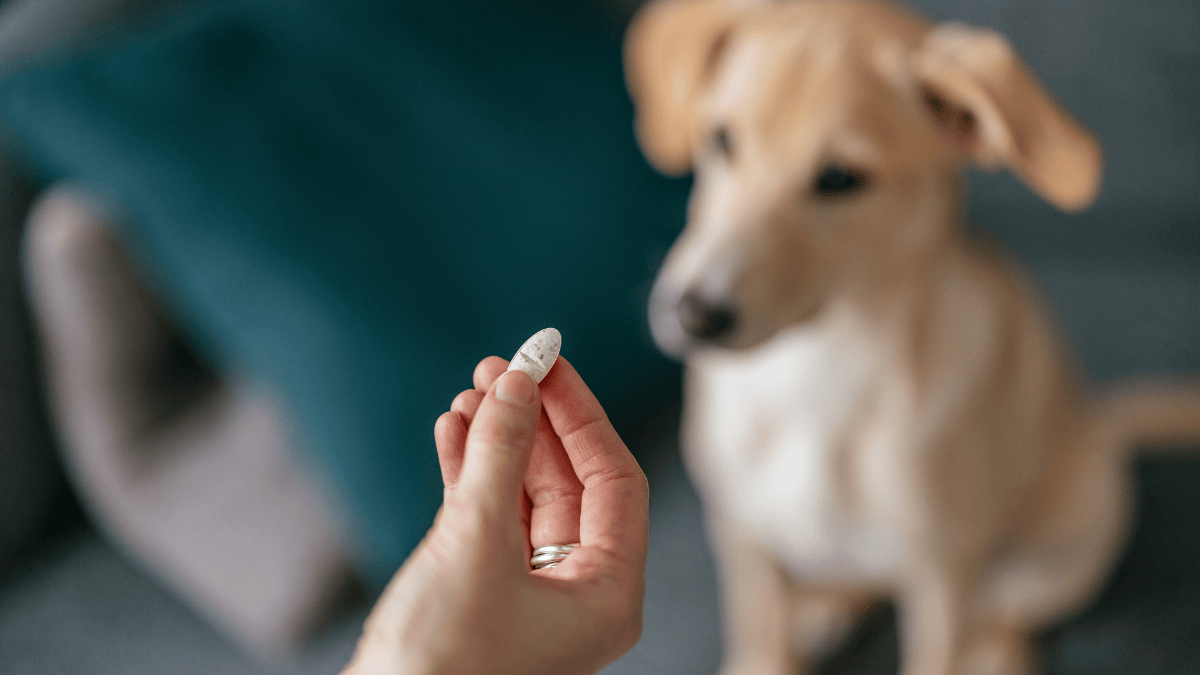 Can Dogs Take Human Allergy Medications? Vets Share Doses | Woman's World