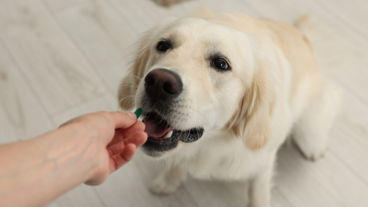 Image showcasing Can Dogs Take Human Allergy Medications? Vets Share Doses | Woman's World
