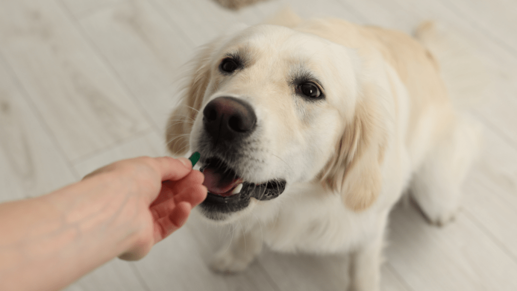 View of Can Dogs Take Human Allergy Medications? Vets Share Doses | Woman's World
