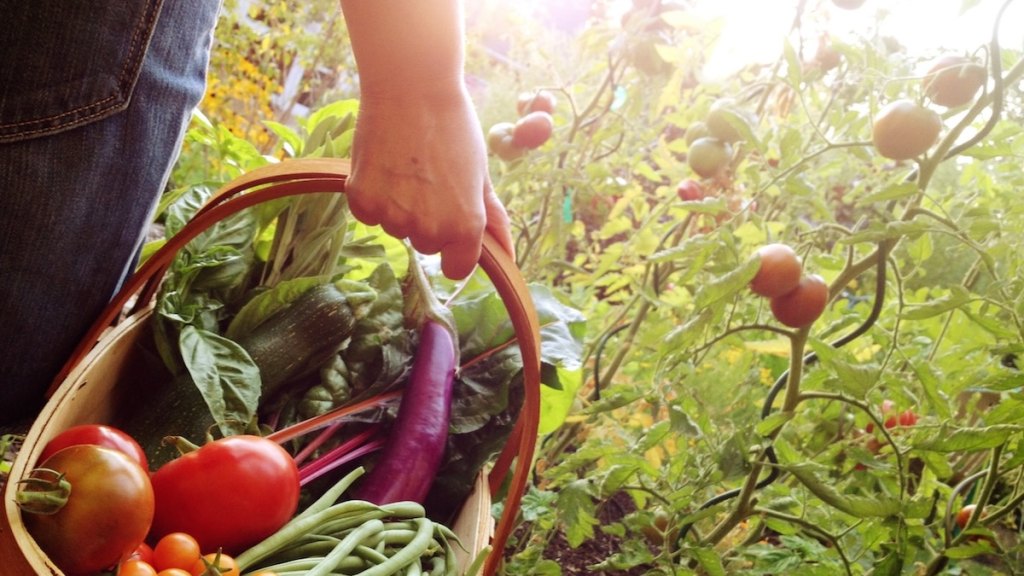 basket of fresh vegetables in garden