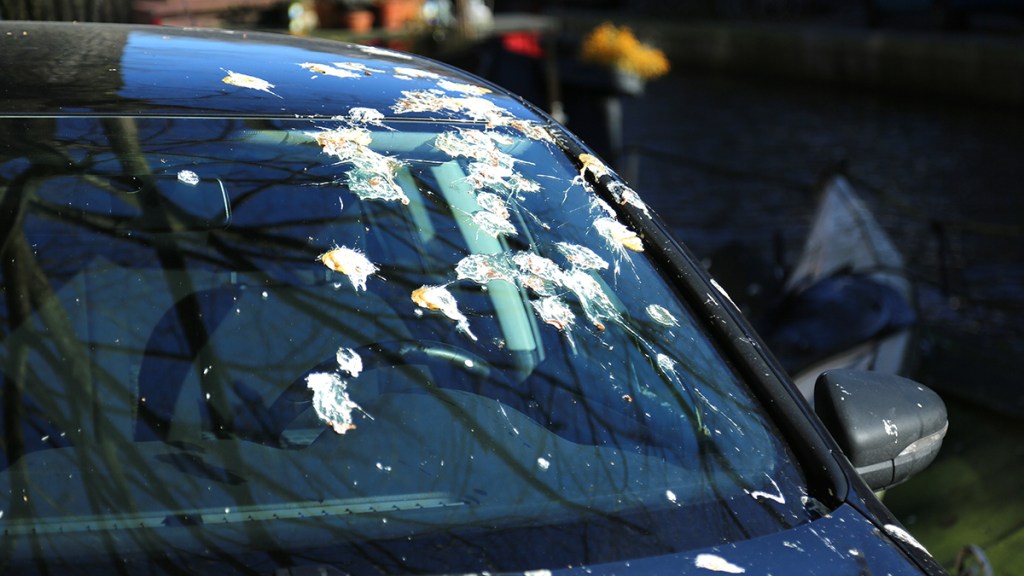 Arabanın ön camında temizlenmeyi bekleyen kuş pisliği