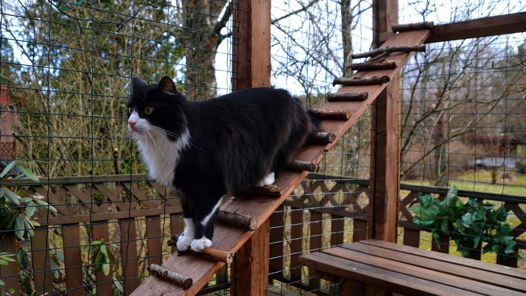 Cat enjoying time in a custom catio