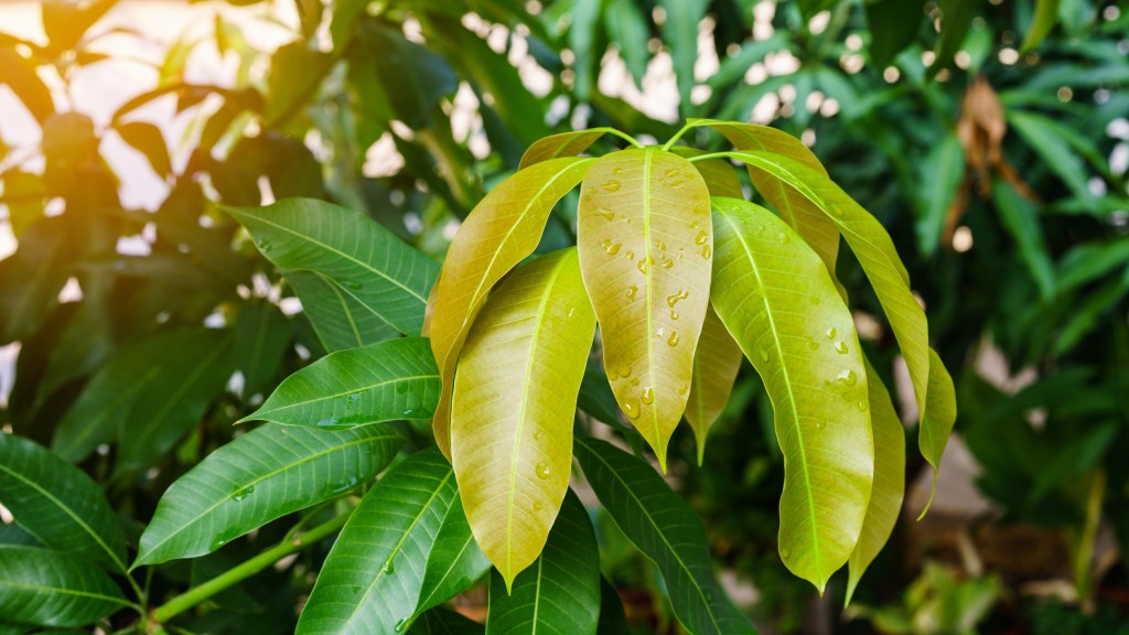Mango leaves