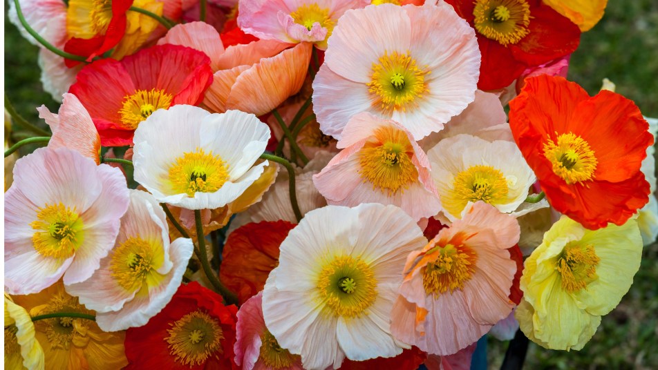 A bunch of brightly colored poppy flowers