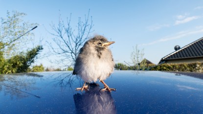 Bird standing on the top of a shiny blue car