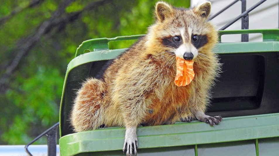 Raccoon on trash can