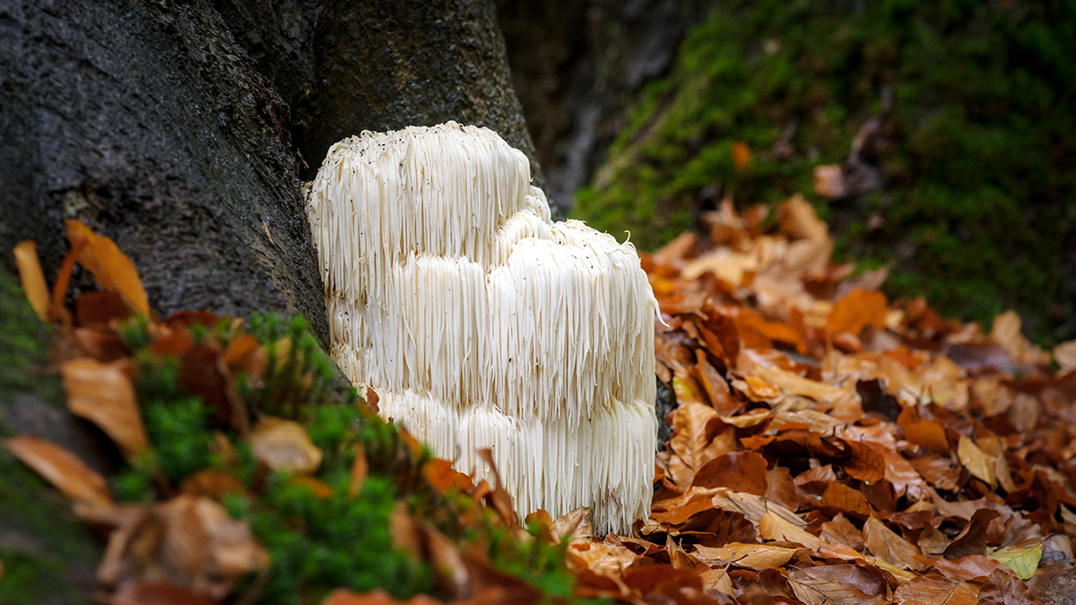 Lion's mane mushroom in the wild