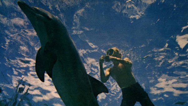 'Flipper' TV Show: 7 Facts About the 1964 Dolphin Sensation | Woman's World