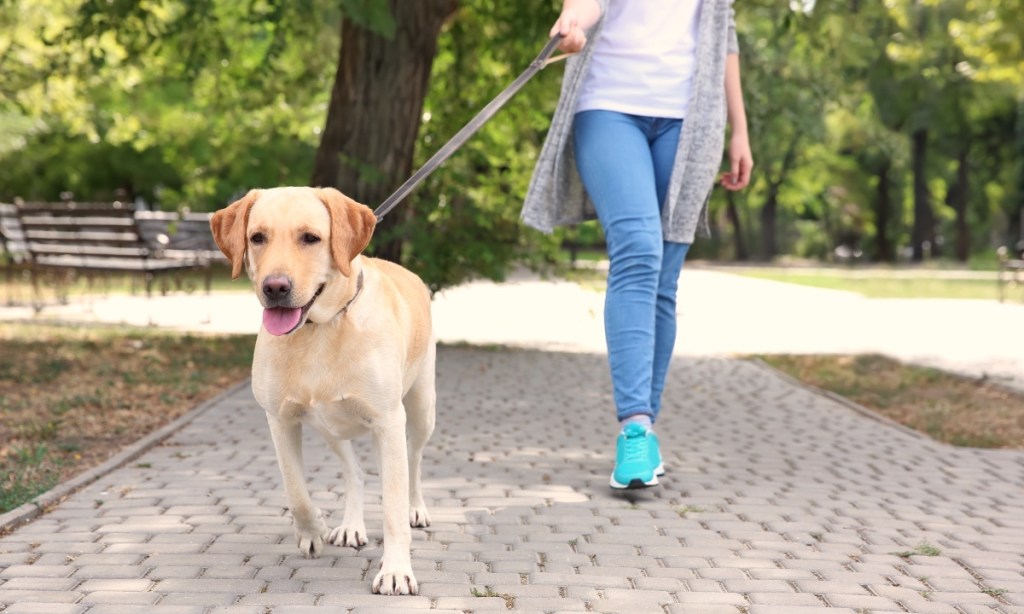 Woman walking dog so that she can lose weight by healing her fatty liver