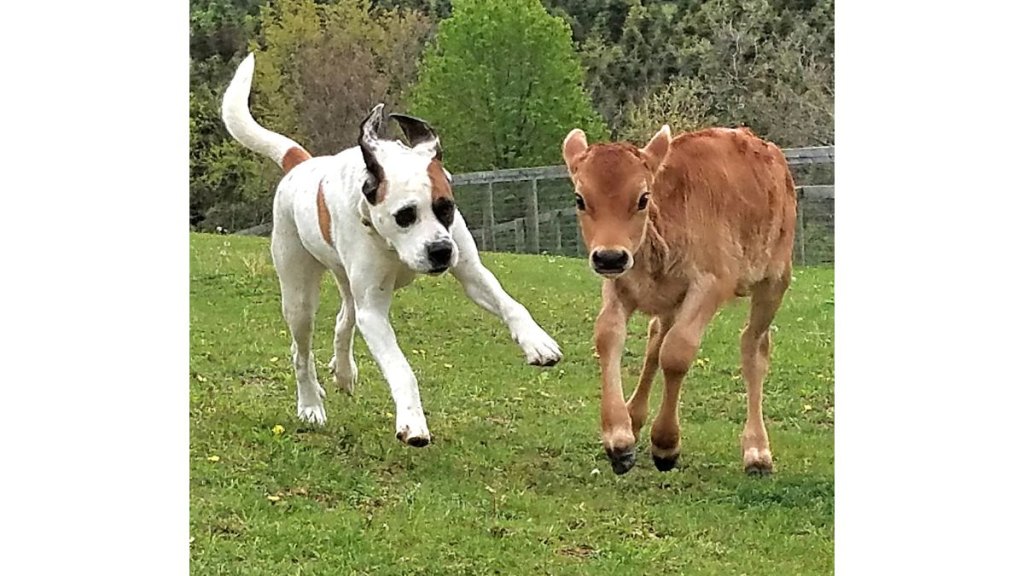 Dog and cow running