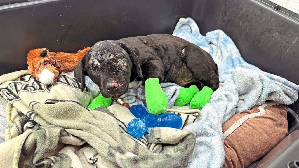 Smoky spent weeks healing from his burns