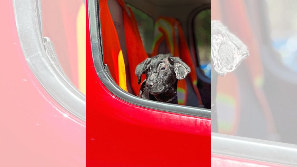Today, Smoky loves riding on the fire truck