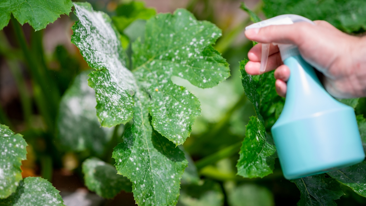A fungicide spray being applied to a plant with powdery mildew