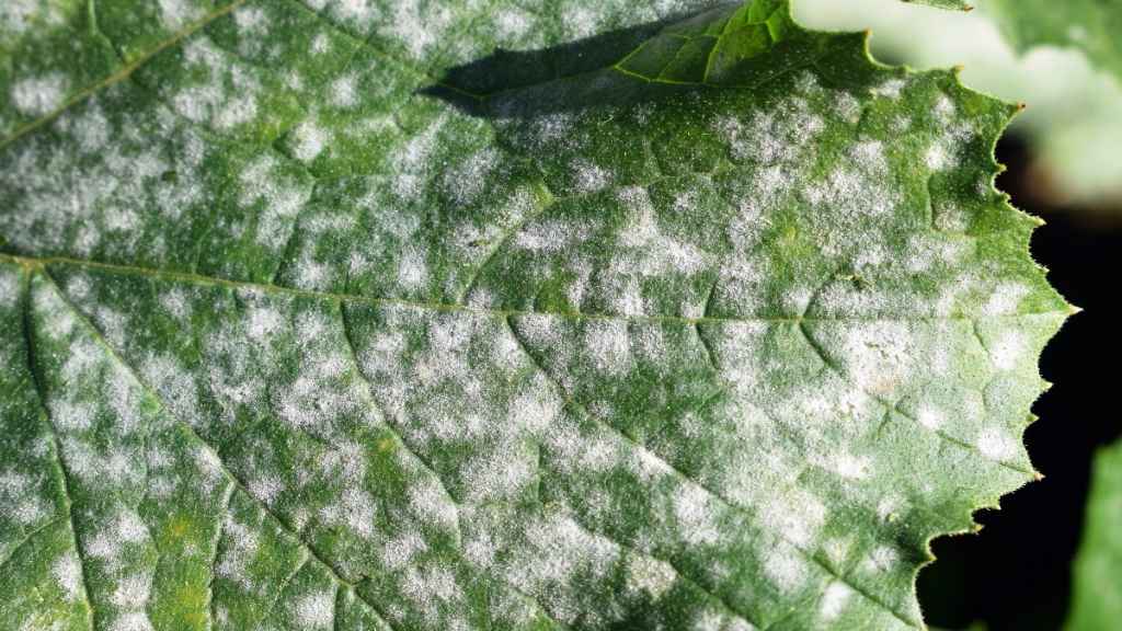Powdery mildew on a plant leaf