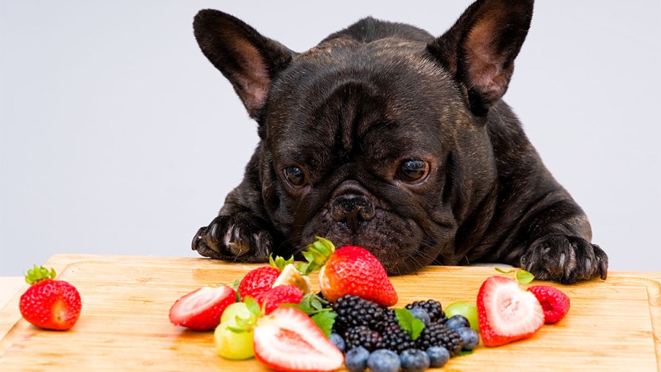dog at a counter eyeing fruit
