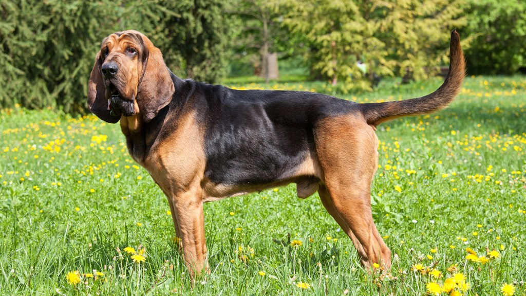 Bloodhound standing in a field of green grass