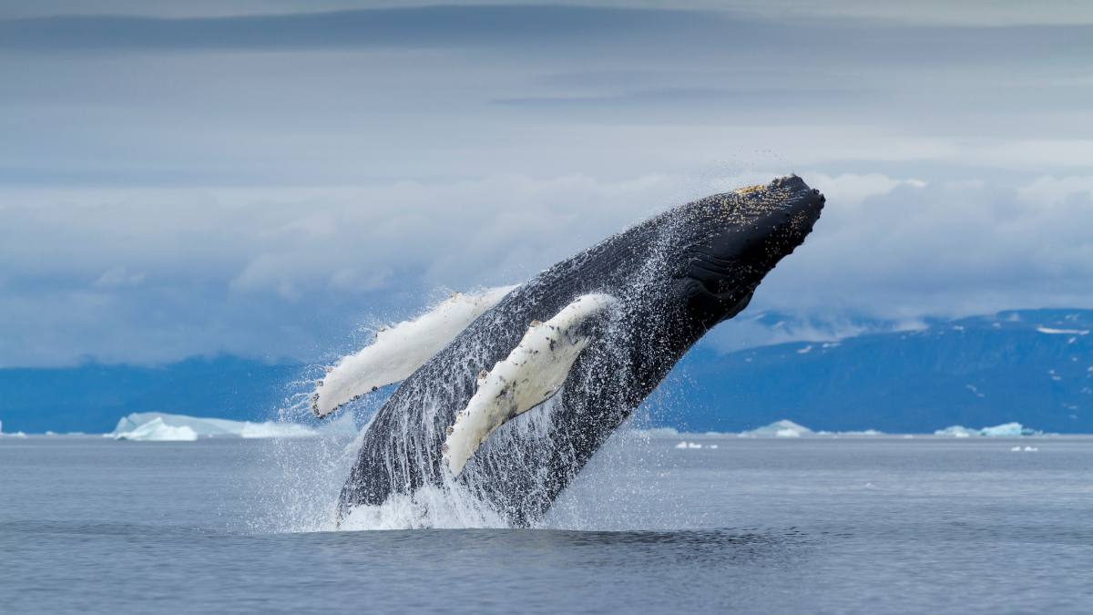 Breaching whale in water