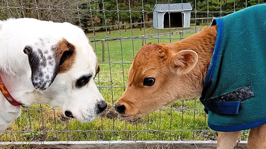 Dog and cow