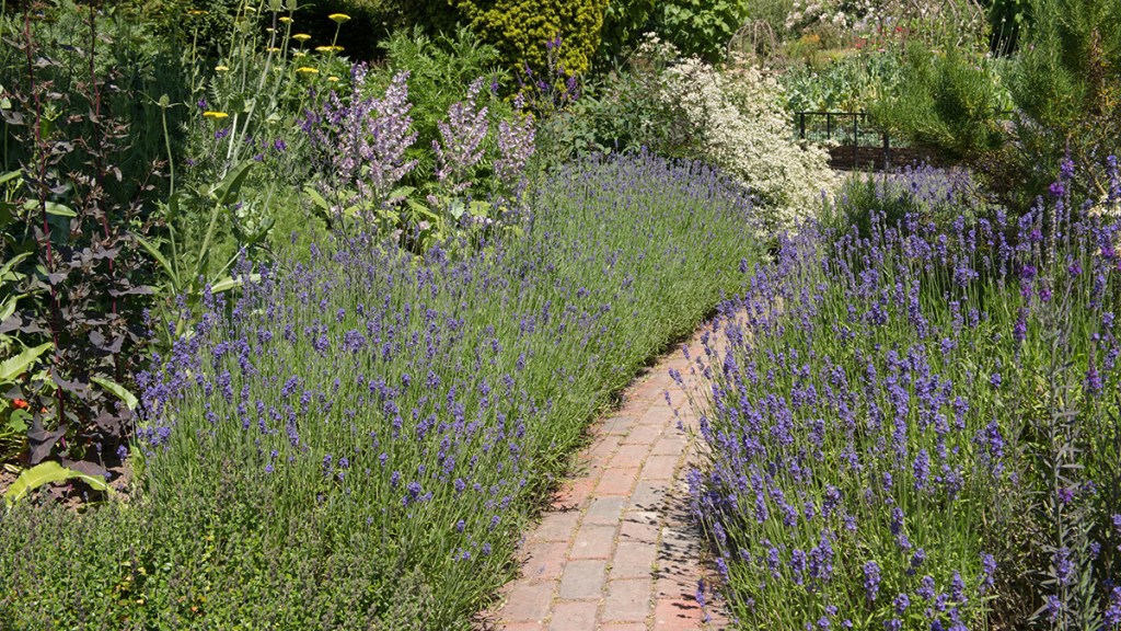 Lavender border to keep rabbits out of garden