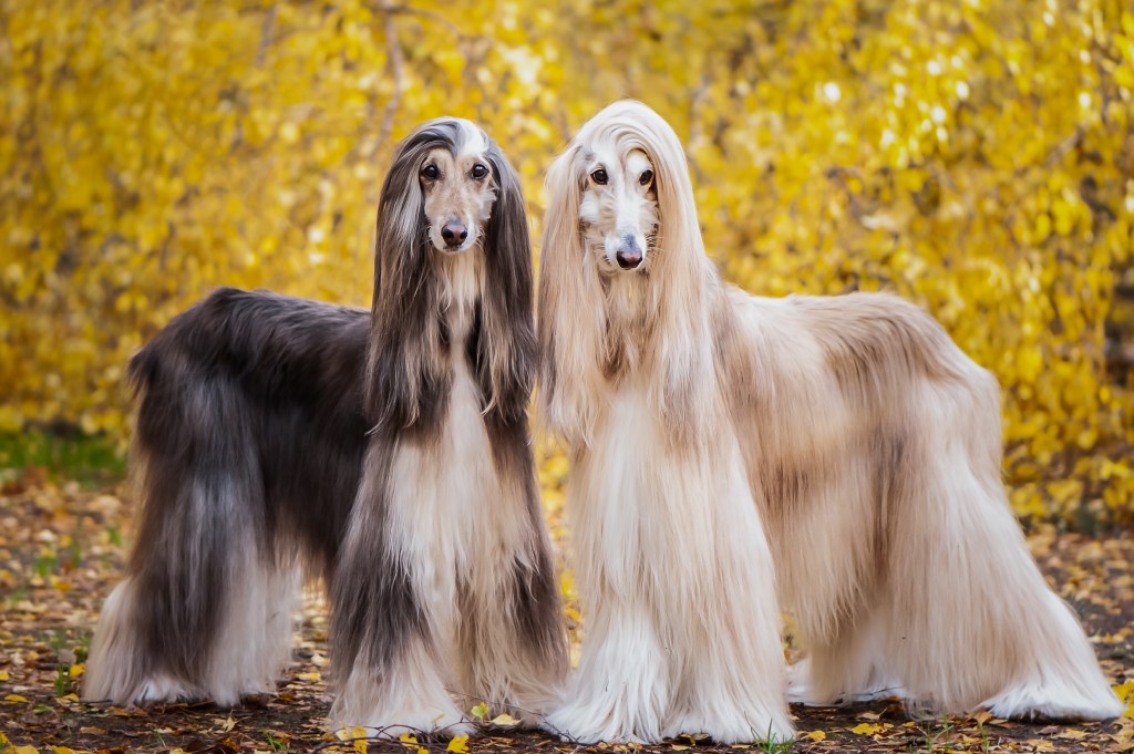 two afghan hound dogs 