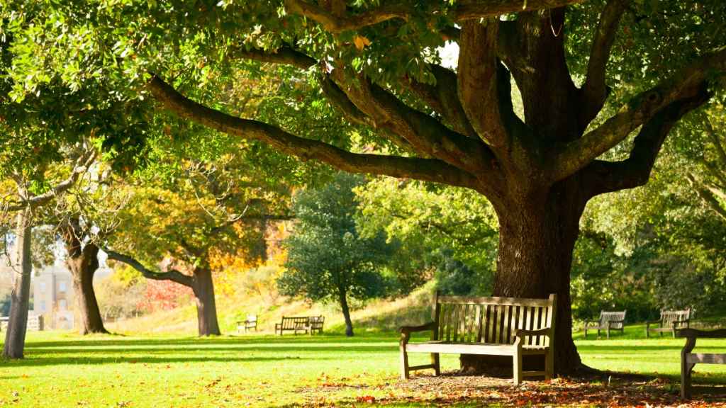 Park bench under a tree