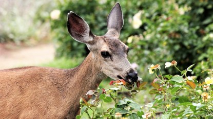 Deer eating plants