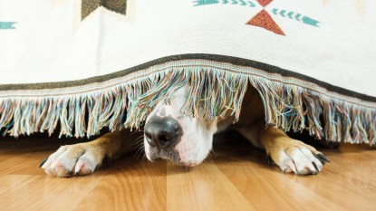 dog hiding under sofa, lacks confidence