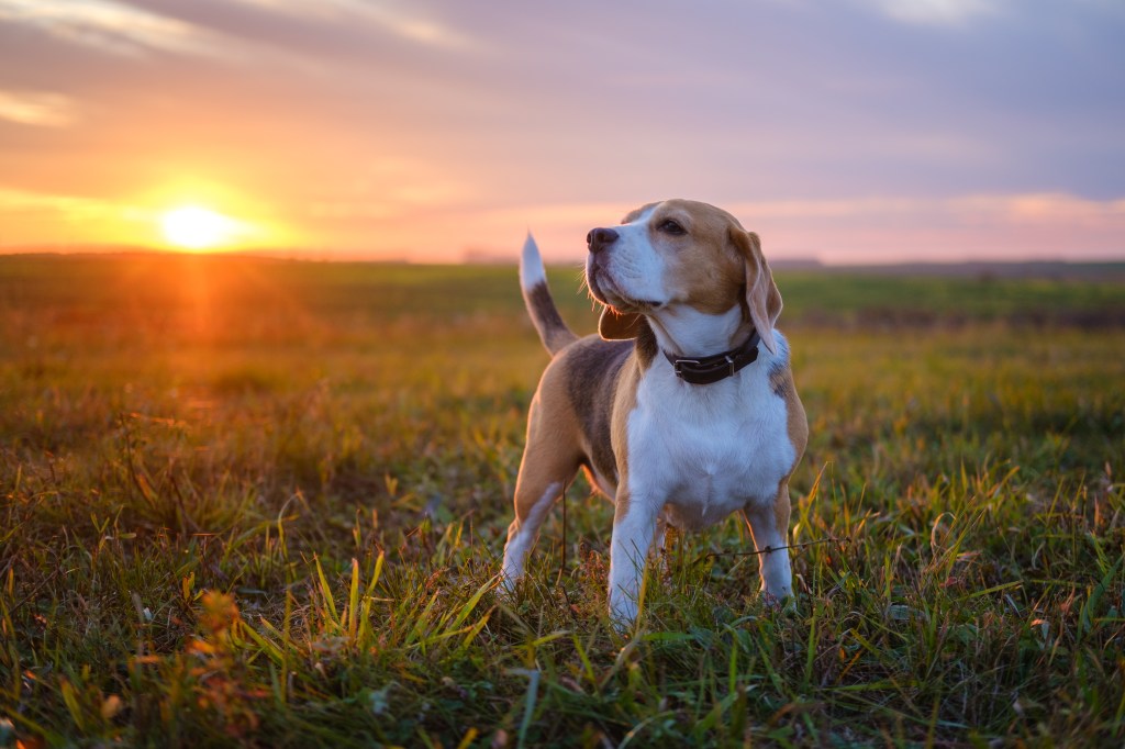 beagle hound dog in field at sunset