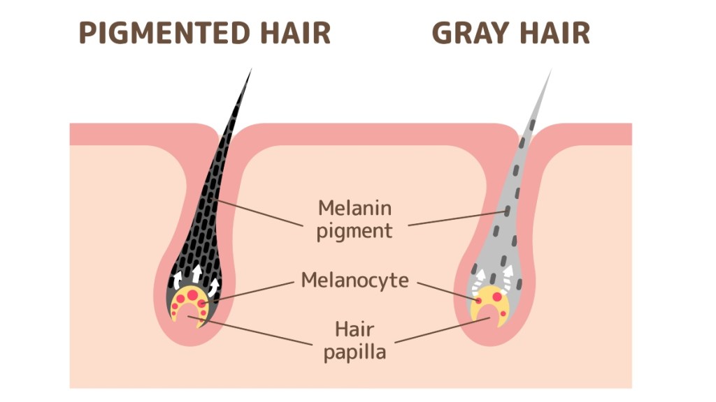 Melanin in gray hair