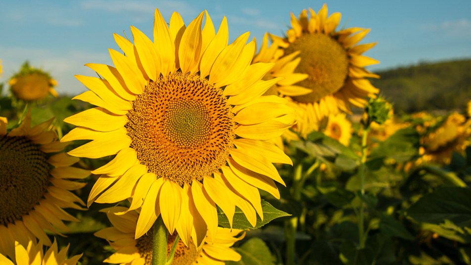 Sunflower from which lecithin is derived