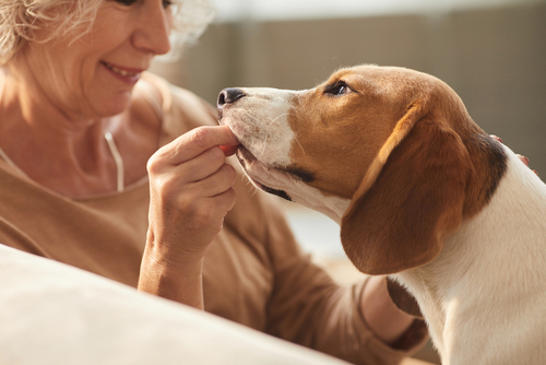 smiling senior woman giving dog treat