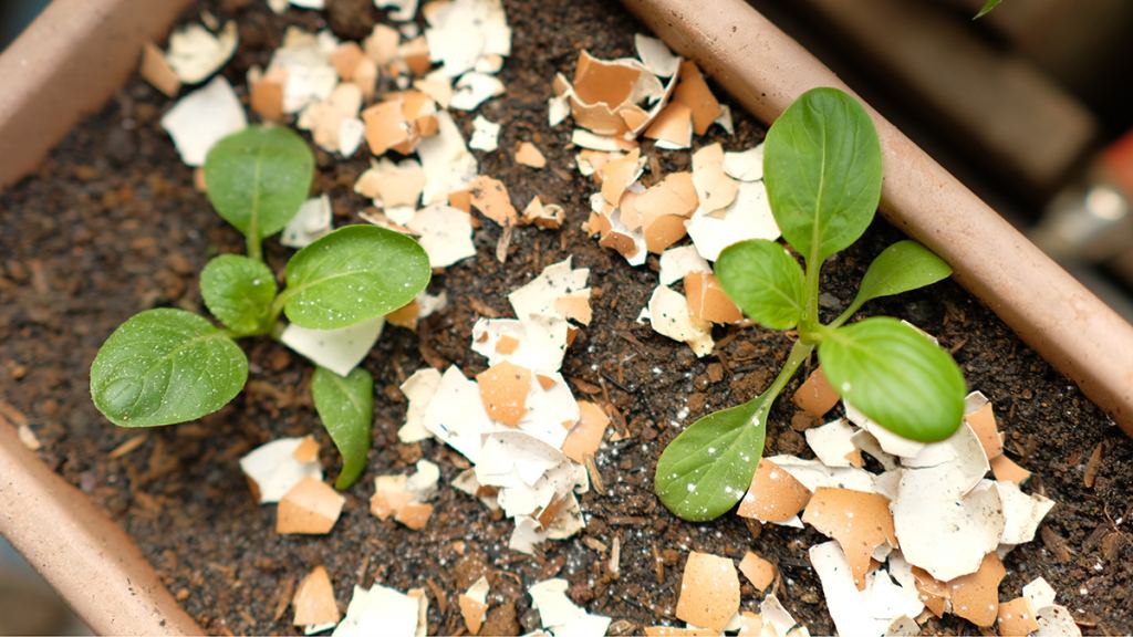 Eggshells sprinkled around tender plants deer love to eat